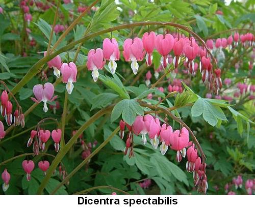 Dicentra spectabilis.jpg